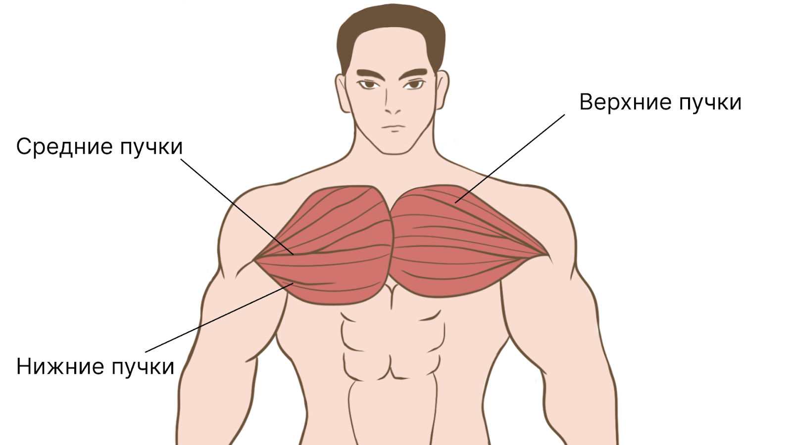 Жим гантелей лежа на наклонной скамье. Техника, ошибки и противопоказания – 1