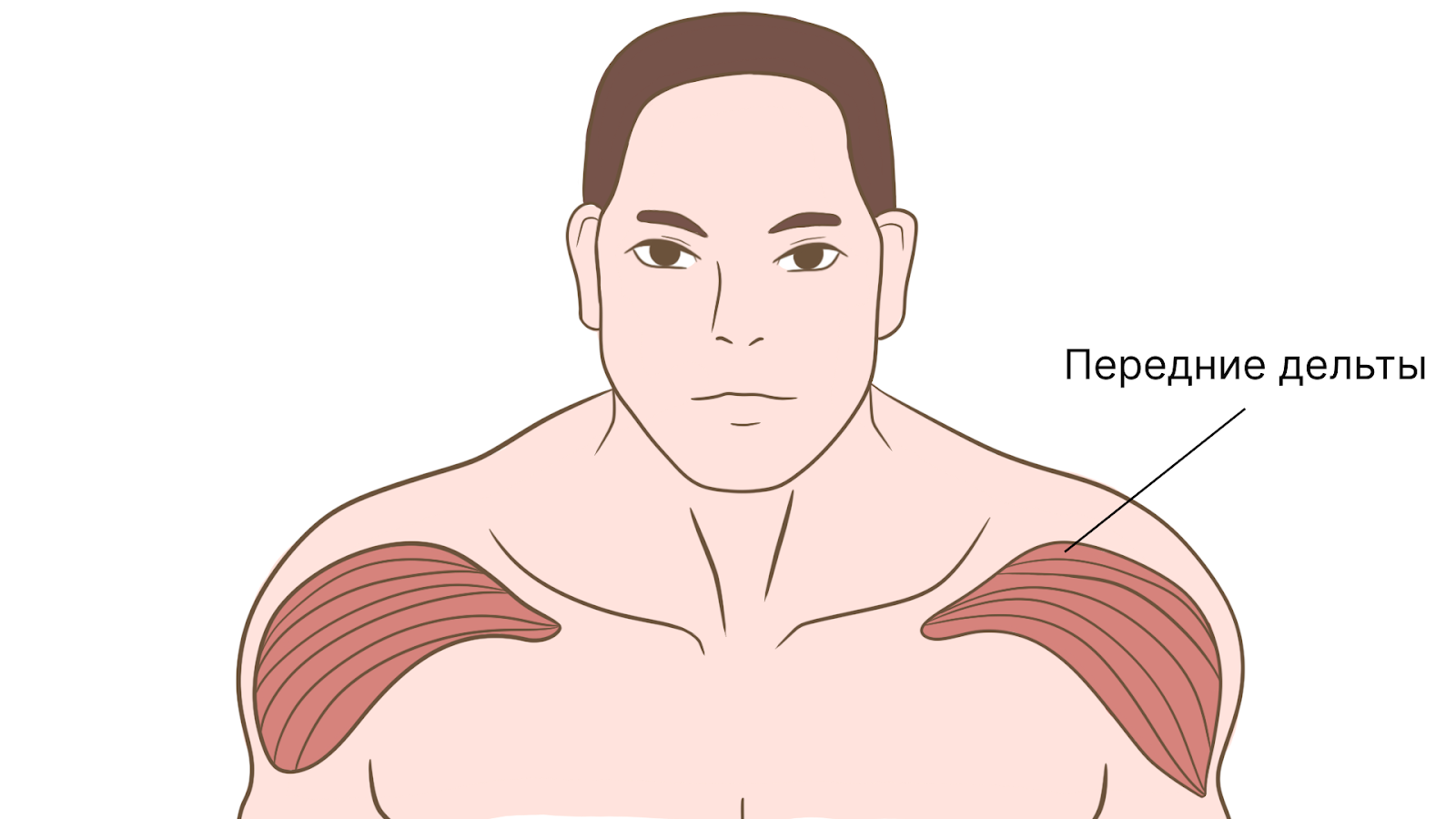 Жим гантелей лежа на наклонной скамье. Техника, ошибки и противопоказания – 3