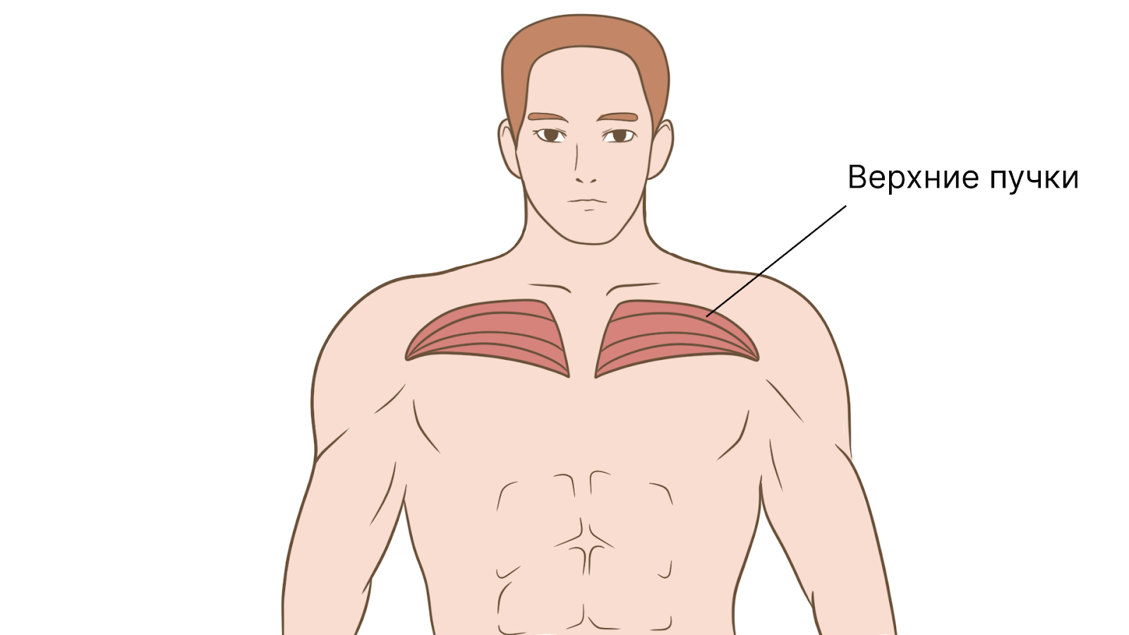 Жим гантелей лежа на наклонной скамье. Техника, ошибки и противопоказания – 2